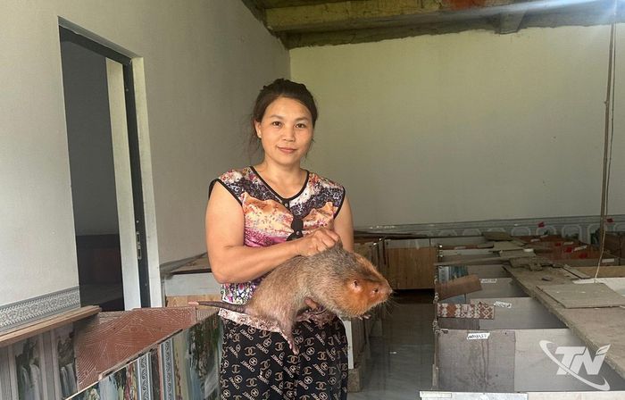 Hộ chị Hoàng Thị Tiên, thôn Hưng Thịnh, xã Cao Minh đã đầu tư xây dựng chuồng nuôi dúi má hồng đảm bảo quy trình an toàn sinh học.