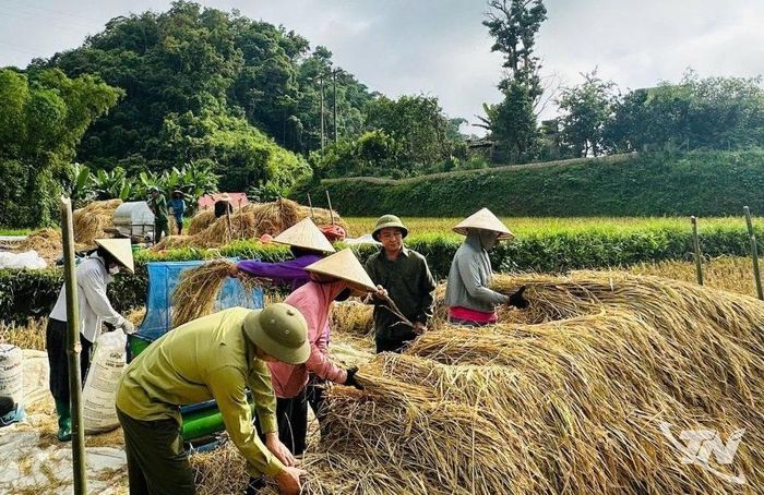 Thu hoạch lúa tại vùng cao Thái Nguyên.