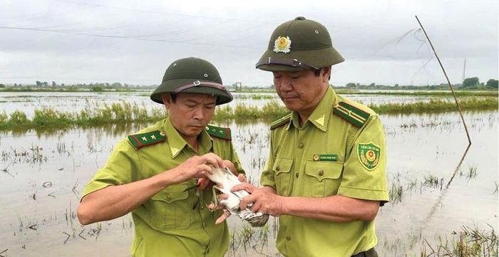  Lực lượng Kiểm lâm khu vực trung tâm tháo gỡ bẫy chim hoang dã.