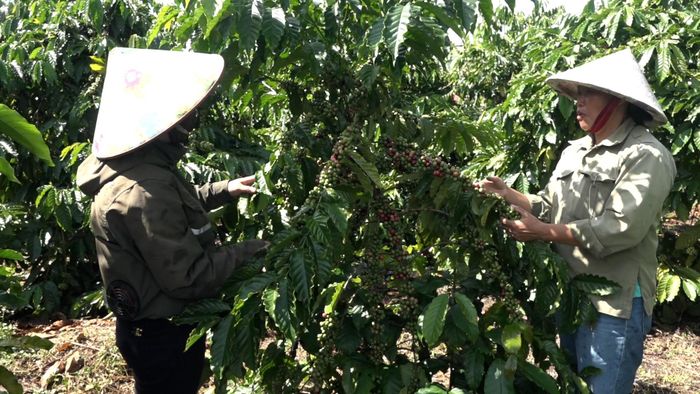 Những vườn cà phê góp phần tạo nên nền tảng sản xuất nông nghiệp của Bờ Y, hướng tới phát triển ổn định và bền vững.