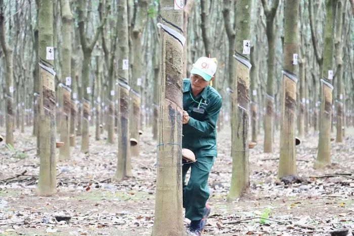 Phát huy hiệu quả cây cao su góp phần duy trì sinh kế, hướng tới phát triển nông nghiệp hàng hóa ổn định và bền vững. Ảnh: sưu tầm