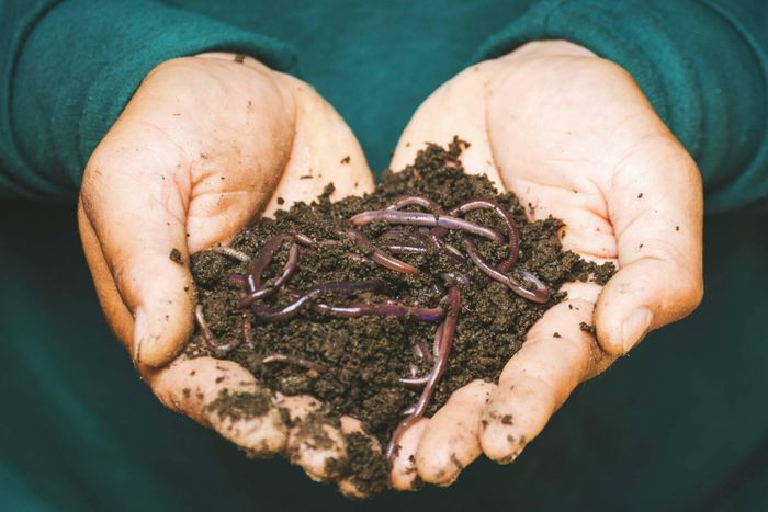  Nghiên cứu của Đại học RMIT cho thấy ủ phân trùn quế các sản phẩm dệt may sẽ cho phân compost chất lượng tốt hơn và ít mùi hơn. (Hình: Pexels) 