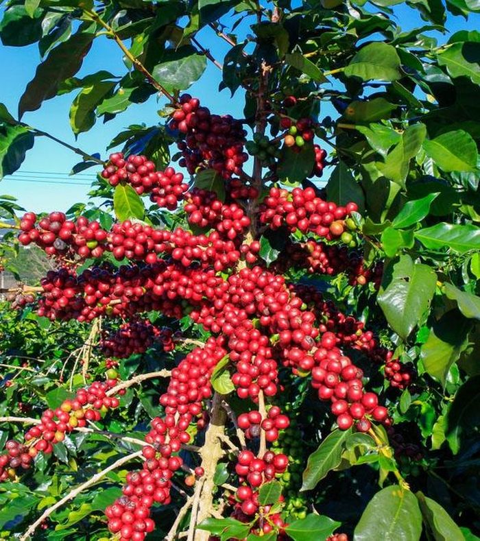 Giá cà phê tăng 800-900 đồng/kg tại Tây Nguyên.