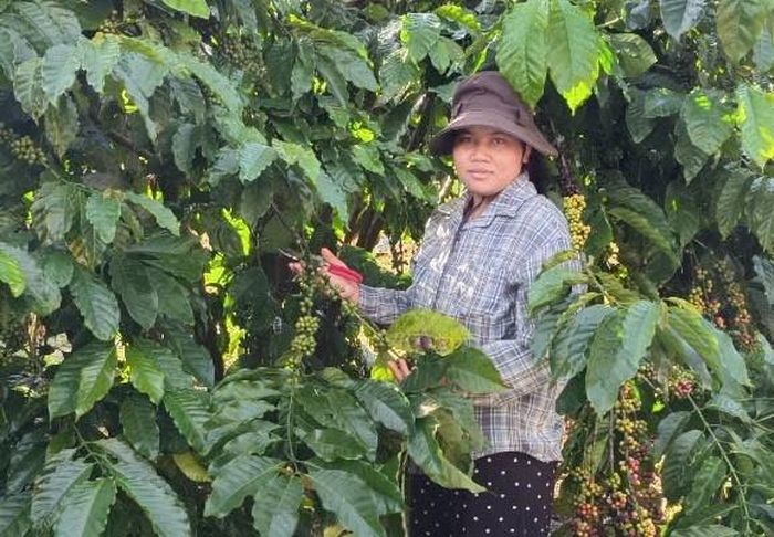 Tín dụng chính sách góp phần để gia đình chị H' Rồi xã Tà Đùng, Lâm Đồng có thêm điều kiện chăm sóc cây cà phê và phát triển chăn nuôi.