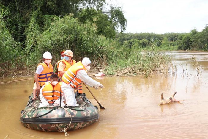 Lực lượng chức năng đã phát hiện, thu gom nhiều xác heo trên sông Đồng Nai.