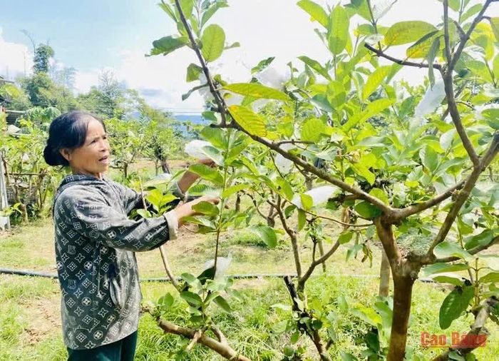Bà Trần Thị Chung, Tổ dân phố Hoàng Tung, phường Thục Phán được công nhận danh hiệu "Nông dân Việt Nam xuất sắc 40 năm đổi mới" năm 2026.