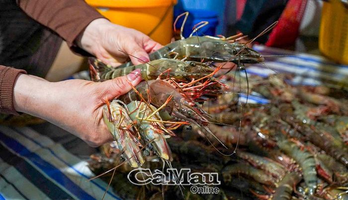 Tôm sinh thái nuôi dưới tán rừng ngập mặn, sinh trưởng trong môi trường tự nhiên nên