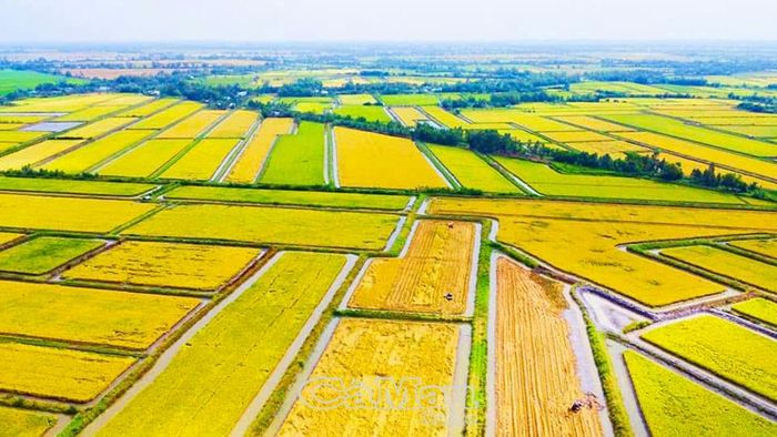 Mô hình sản xuất lúa - tôm thuận thiên góp phần nâng cao giá trị nông sản, hướng đến phát triển nông nghiệp bền vững tại Cà Mau.