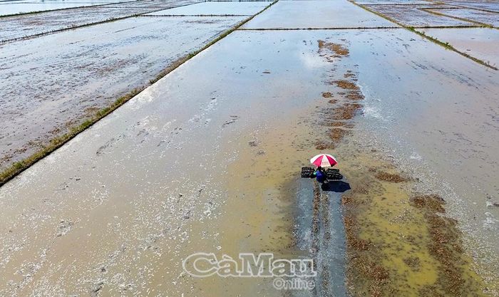 Nông dân xã Vĩnh Mỹ sử dụng máy trục dập rơm rạ ngay trên đồng ruộng, kết hợp men vi sinh để bổ sung nguồn hữu cơ cho đất.