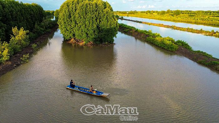 Vùng nuôi tôm sinh thái tại Tân Ân gắn hoạt động sản xuất với bảo vệ rừng ngập mặn, hướng đến đáp ứng các tiêu chuẩn chứng nhận quốc tế.