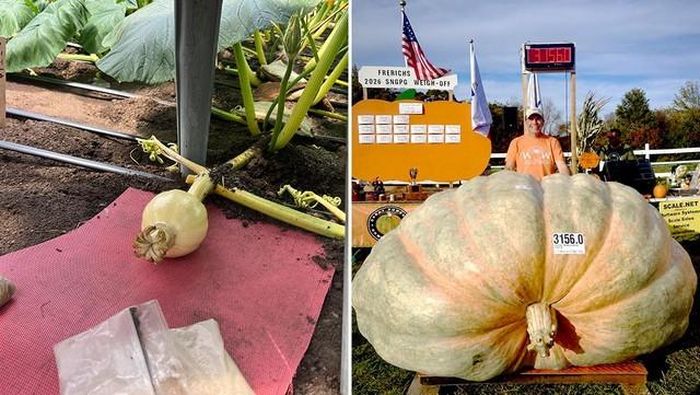 Quả bí ngô khổng lồ nặng 3.156 pound (khoảng 1.432kg). Ảnh: Guinness World Records↵