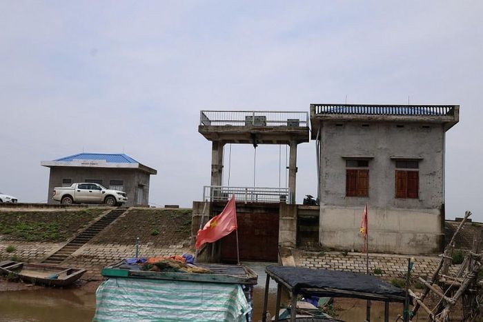 Tại xã Tân Tiến, việc vận hành hiệu quả các cống ngăn mặn đã giúp phục hồi 172ha đất trồng cói sang trồng lúa cho hiệu quả và năng xuất cao.