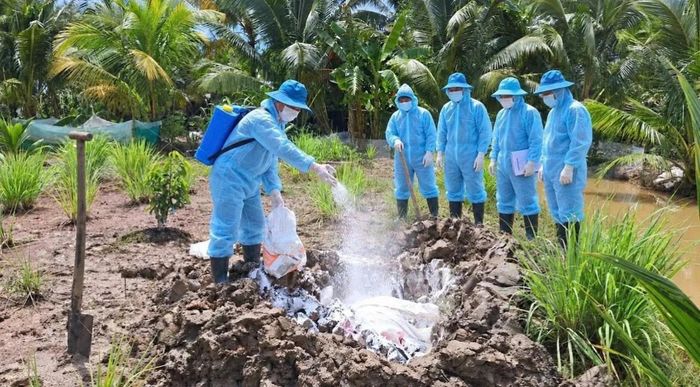  Heo mắc bệnh, nghi mắc bệnh được tiêu hủy theo đúng quy trình kỹ thuật nhằm ngăn ngừa dịch bệnh tái phát và lây lan ra diện rộng. Ảnh Trung tâm Công ích xã Châu Thới, tỉnh Cà Mau. 