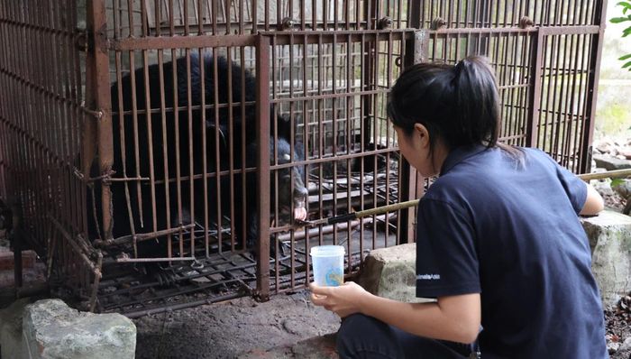  Mỗi cá thể gấu ngựa được cứu hộ, mở thêm cơ hội bảo tồn động vật hoang dã và gìn giữ đa dạng sinh học. 
