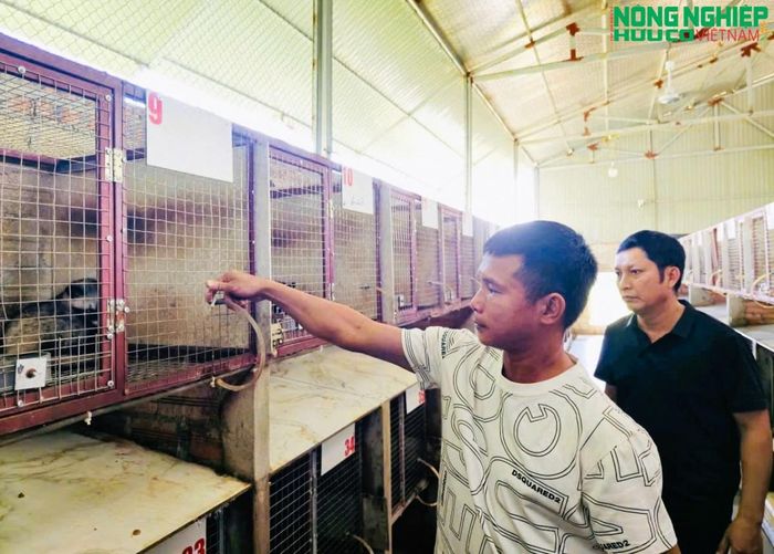 Anh Chiến đã mạnh dạn đầu tư 3 tỷ đồng để xây dựng chuồng trại và mua con giống.