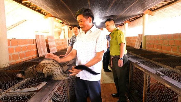 Mô hình nuôi cầy vòi hương tại Khe Tre gắn với bảo tồn động vật hoang dã.