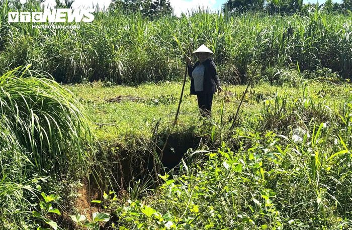 Chỉ tay về phía khoảng đất trống ven sông vừa bị dòng nước ngoạm mất phân nửa, bà Nguyễn Thị Liên (trú thôn An Lạc) chua xót chia sẻ về tổn thất lớn của gia đình. Gia đình bà Liên sở hữu khoảng 2.000 m² đất sản xuất ven sông Trà Khúc, từ bao đời nay chủ yếu trồng keo và mì để kiếm thu nhập trang trải cuộc sống.