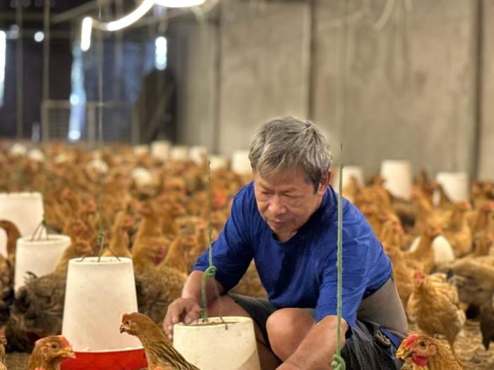 Mô hình chăn nuôi hiệu quả kinh tế cao của gia đình ông Trần Công Phượng ở xã Liên Minh, Hà Nội. Ảnh: Kiều Thoan Thu 