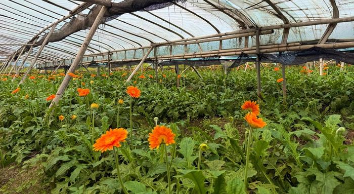 Trồng hoa cho thu nhập cao hơn một số hoa màu khác. Ảnh: Kiều Thoan Thu