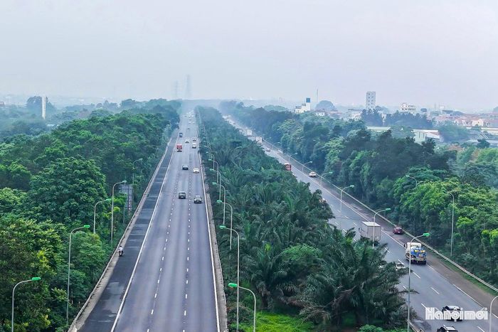 Trên toàn tuyến, cọ dầu là một trong những loài cây được trồng phổ biến nhất. Với thân thẳng, dáng cao và tán lá xanh quanh năm, loài cây này xuất hiện tại dải phân cách giữa, hai bên vỉa hè và đường gom.