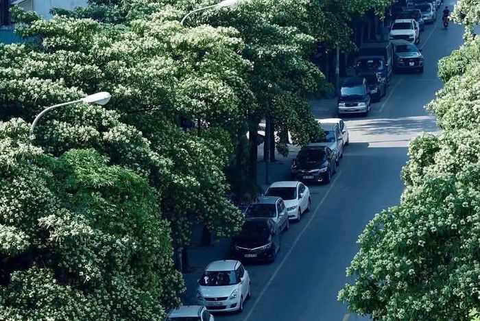 Hoa sữa dành riêng cho Hà Nội từ trong nhạc trong thơ và trong đời sống tinh thần hàng ngày. Ảnh: Bảo Hân