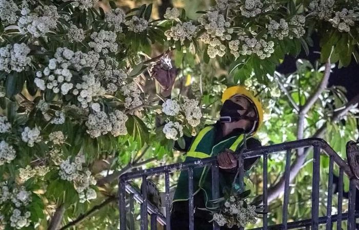 Cắt tỉa để hoa sữa đẹp hơn trên những con phố. Ảnh: Ngân Hạ
