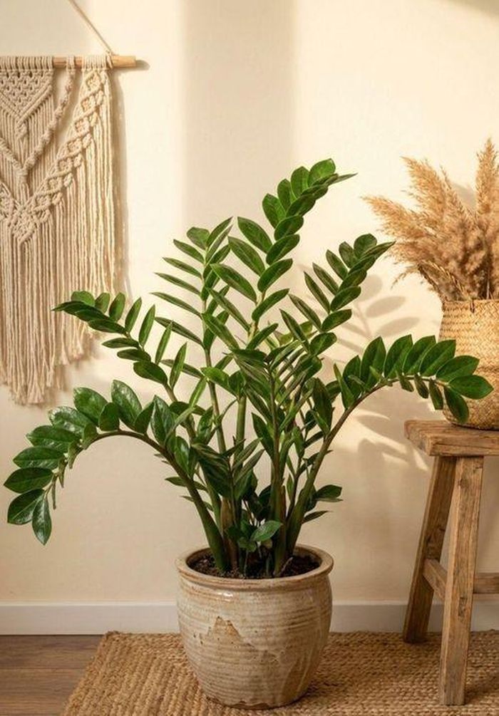 Một chậu kim tiền xanh khỏe, đặt đúng vị trí, thường mang lại cảm giác sinh động và tràn đầy năng lượng cho không gian.