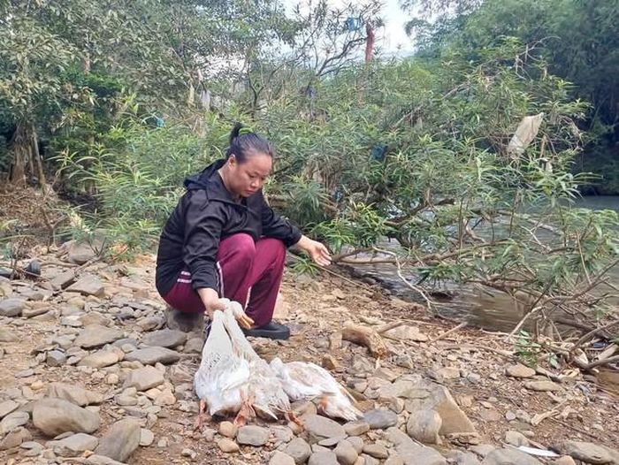 Vịt người dân nuôi thả ở sông Cầu chết bất thường (ảnh Ngọc Tú).
