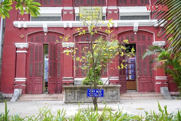 Cây mai do Tổng Bí thư Lê Duẩn trồng trước Nhà lưu niệm Bác Hồ và truyền thống Trường Quốc Học. Ảnh: S.Thùy