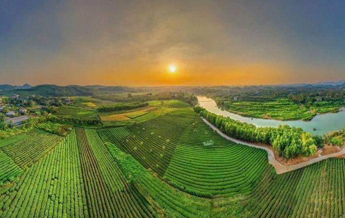 Xứ trà sẵn sàng đón khách