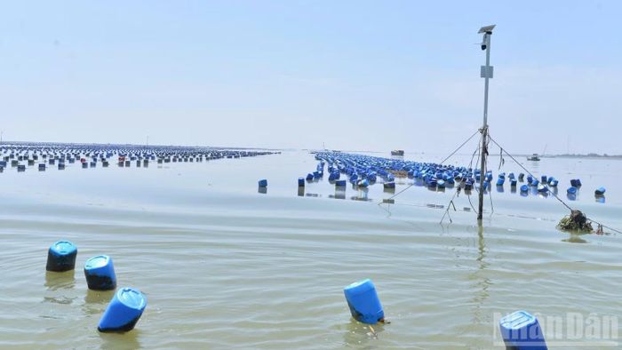 Đồng Tháp kiên quyết xử lý triệt để tình trạng nuôi hàu trái phép. (Ảnh: NGUYỄN SỰ)