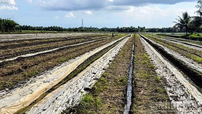 Nhiều ruộng dưa có người dân nơi đây mất trắng trước ngày thu hoạch. (Ảnh: BÁ DŨNG)