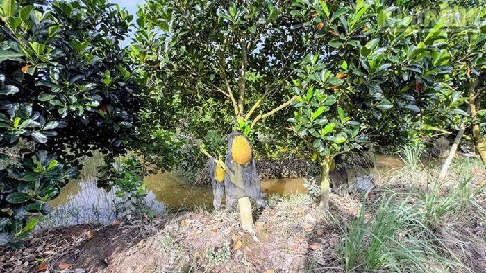 Người dân nơi đây mong ngành chức năng hỗ trợ kỹ thuật khôi phục vườn cây ăn trái. (Ảnh: BÁ DŨNG)