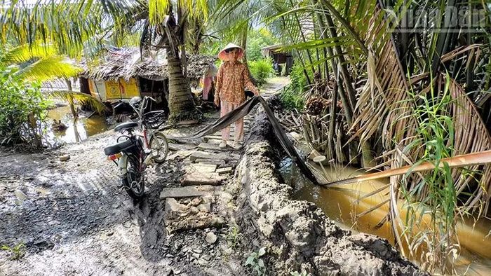 Chị Nguyễn Thị Trúc chỉ nơi gia cố và bơm nước ra để cứu ruộng dưa hấu nhưng bất lực. (Ảnh: BÁ DŨNG)