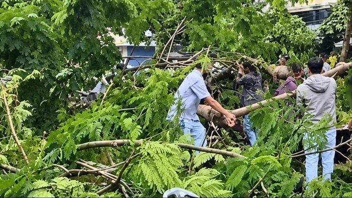 Cây phượng đè trúng một người ngay trước cổng bệnh viện. Ảnh: KIẾN VĂN