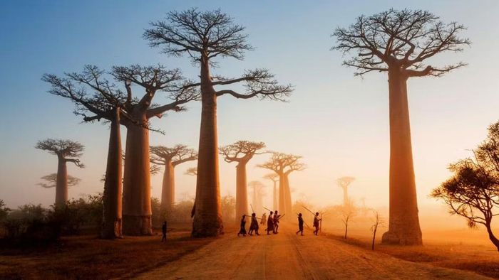 Thân bao báp khổng lồ nổi bật giữa vùng đất khô hạn ở Menabe, miền Tây Madagascar. Ảnh: lonelyplanet.es