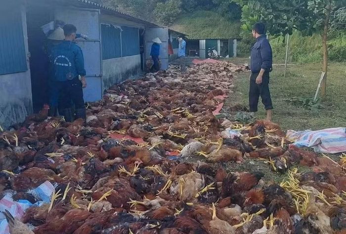 Hơn 3.000 con gà bị chết ngạt, thiệt hại ước tính hơn 300 triệu đồng.