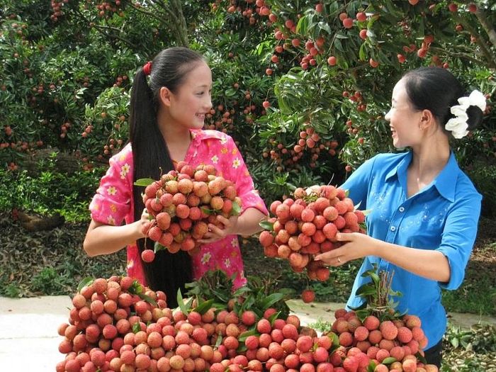 Vải thiều lục ngạn. (Nguồn: Đảng Cộng sản)