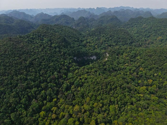 Toàn cảnh vách đá và rừng nguyên sinh. (Ảnh: Jungle Boss)