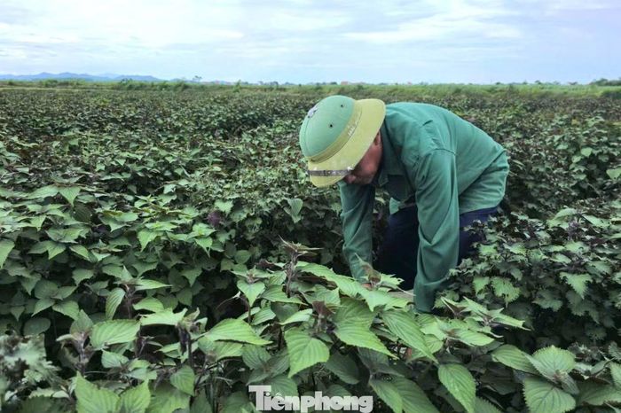 Mô hình trồng tía tô gắn với chiết xuất tinh dầu được kỳ vọng tạo thêm việc làm, tăng thu nhập cho người dân.