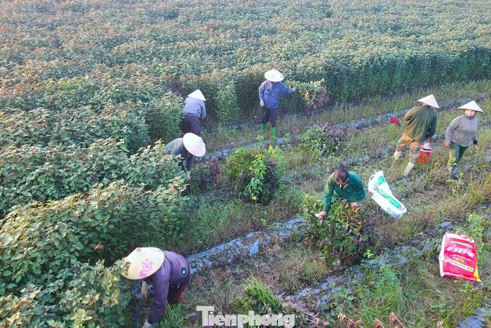 Thu hoạch tía tô.