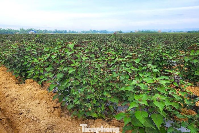 Cây tía tô được trồng tập trung tại xã Nghĩa Đồng, Nghệ An.