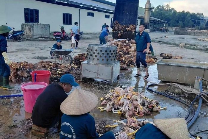 Chủ trang trại huy động người dân đến để làm thịt gà nhằm vớt vát lại tài sản.