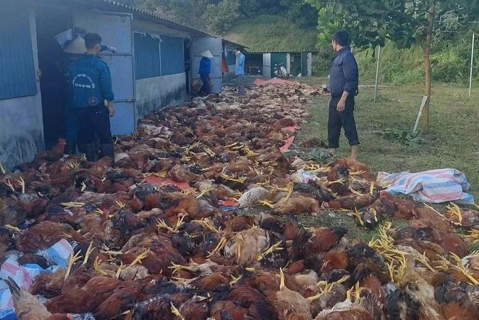 Hàng ngàn con gà chết la liệt.