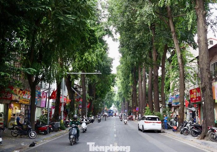  Trên phố Lò Đúc hiện có hơn 130 cây sao đen, phần lớn khoảng 120 năm tuổi. 