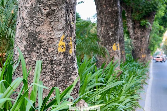 Có nguồn gốc từ châu Phi, xà cừ được người Pháp đưa vào Việt Nam từ cuối thế kỷ XIX để trồng lấy bóng mát ven đường. Trên phố Kim Mã, nhiều cây xà cừ cổ thụ có chu vi gốc 3-5 m, được đánh số để quản lý.