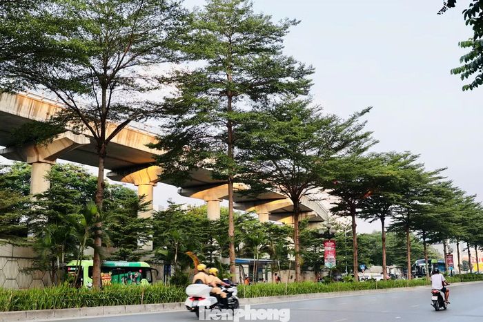 Những tán bàng lá nhỏ trên nhiều tuyến phố Hà Nội chuyển màu theo mùa, gợi khung cảnh mùa thu ở các nước ôn đới. Mỗi cây bàng trưởng thành có chiều cao trung bình 10-20 m.