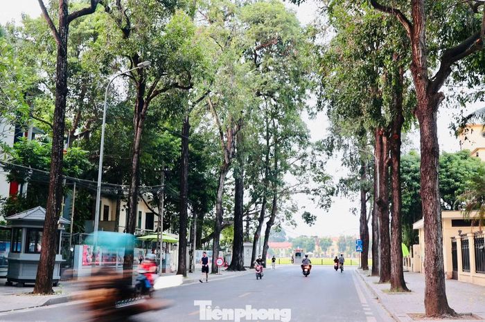 Có nguồn gốc từ vùng nhiệt đới Nam Á, sao đen thích nghi với khí hậu nóng ẩm. Trên phố Bà Huyện Thanh Quan, hai hàng sao đen vươn cao, tỏa bóng mát nhưng không che khuất không gian đường phố.