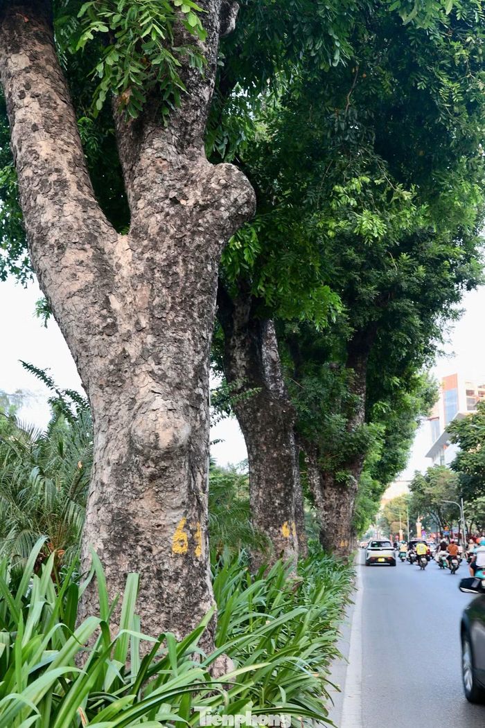 Trên phố Kim Mã, hàng xà cừ cổ thụ thân lớn chạy dọc dải phân cách, hai bên là những hàng bằng lăng, tạo thành nhiều tầng cây xanh. Các hàng cây góp phần tạo không gian xanh giữa phố phường Hà Nội.