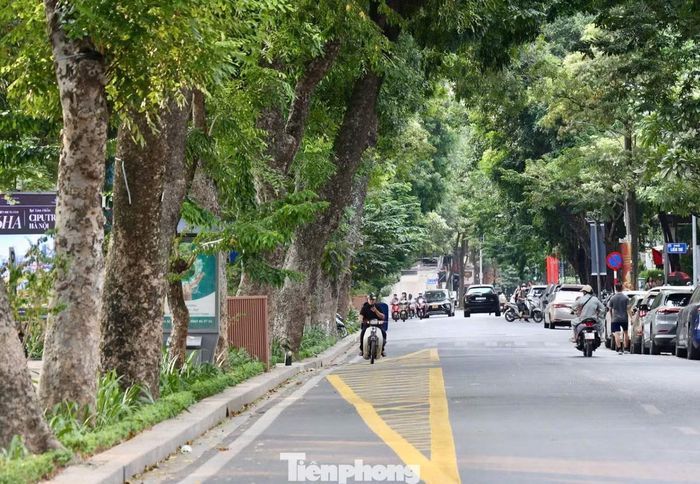 Những hàng cây lâu năm gắn liền với sự đổi thay của Hà Nội, từ những con phố cũ đến diện mạo đô thị hôm nay.